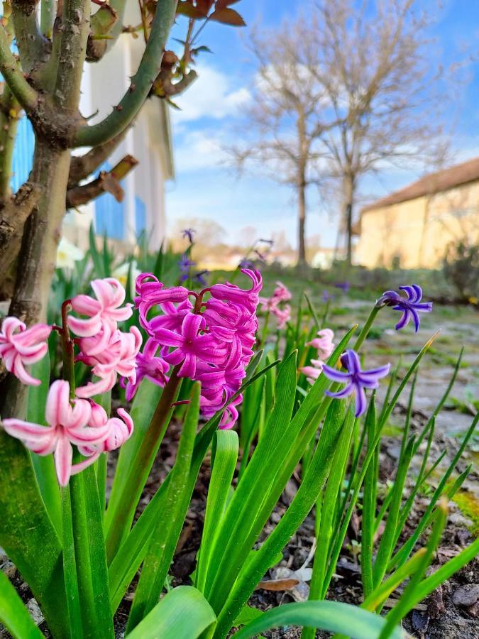 Bed and Breakfast Ethno&Coffee House Tulip Glozan Exterior foto